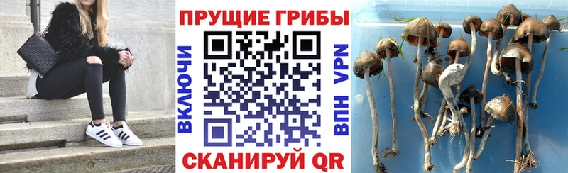 Галлюциногенные грибы Cubensis  Купить  Артёмовский 